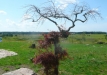 Dainuojančių akmenų slėnis 2011