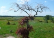Dainuojančių akmenų slėnis 2011