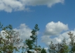 p1290137