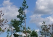 p1290138