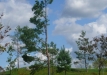 p1290139