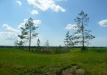 p1290195