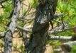 p1290273