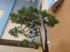Juniperus virginiana, meistras Marek Gajda, Lenkija