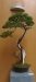 Juniperus virginiana, meistras Marek Gajda, Lenkija