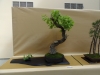 Quercus pubescens, meistras Marek Gajda, Lenkija