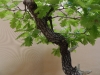 Quercus pubescens, meistras Marek Gajda, Lenkija