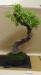 Quercus pubescens, meistras Marek Gajda, Lenkija