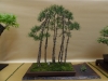Pinus sylvestris, meistras Marek Gajda, Lenkija