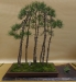 Pinus sylvestris, meistras Marek Gajda, Lenkija