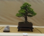 Pinus parviflora, meistras Helge Madsen, Danija