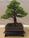 Pinus parviflora, meistras Helge Madsen, Danija