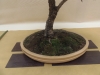 Larix decidua, meistras Eric Pedersen, Austrija