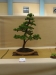 Larix decidua, meistras Eric Pedersen, Austrija