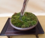 Juniperus pfitzeriana, meistras Tomasz Sobczak, Lenkija