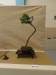 Juniperus pfitzeriana, meistras Tomasz Sobczak, Lenkija