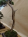 Juniperus pfitzeriana, meistras Tomasz Sobczak, Lenkija