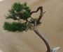 Juniperus pfitzeriana, meistras Tomasz Sobczak, Lenkija
