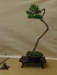 Juniperus pfitzeriana, meistras Tomasz Sobczak, Lenkija