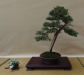 Juniperus pfitzeriana, meistras Tomasz Sobczak, Lenkija