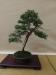 Juniperus pfitzeriana, meistras Tomasz Sobczak, Lenkija