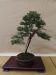Juniperus pfitzeriana, meistras Tomasz Sobczak, Lenkija
