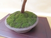 Juniperus pfitzeriana, meistras Tomasz Sobczak, Lenkija