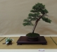 Juniperus pfitzeriana, meistras Tomasz Sobczak, Lenkija