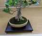 Malus pumila, meistras Torben Brendfeldt, Danija