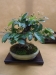 Malus pumila, meistras Torben Brendfeldt, Danija