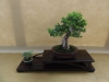 Taxus baccata, meistras Torben Brendfeldt, Danija