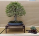 Fagus crenata, meistras Mariusz Folda, Lenkija