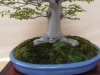 Fagus crenata, meistras Mariusz Folda, Lenkija
