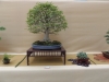 Fagus crenata, meistras Mariusz Folda, Lenkija