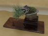 Pinus mugo 'Pumilo', meistras Balint Tirpak, Vengrija