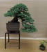 Larix decidua, meistras Piotr Cherniachovski, Lenkija