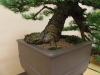 Larix decidua, meistras Piotr Cherniachovski, Lenkija