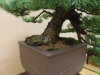 Larix decidua, meistras Piotr Cherniachovski, Lenkija