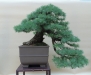 Larix decidua, meistras Piotr Cherniachovski, Lenkija