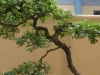 Crataegus monogyna, meistras Sandor Papp, Vengrija