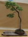 Crataegus monogyna, meistras Sandor Papp, Vengrija