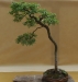 Crataegus monogyna, meistras Sandor Papp, Vengrija