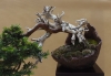 Taxus baccata, Marzika Bonsai Studio, Vengrija