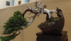 Taxus baccata, Marzika Bonsai Studio, Vengrija