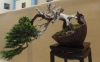 Taxus baccata, Marzika Bonsai Studio, Vengrija