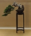 Taxus baccata, Marzika Bonsai Studio, Vengrija
