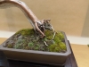 Juniperus chinensis, Marzika Bonsai Studio, Vengrija