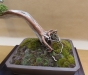 Juniperus chinensis, Marzika Bonsai Studio, Vengrija