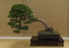 Juniperus chinensis, Marzika Bonsai Studio, Vengrija