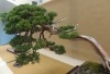 Juniperus chinensis, Marzika Bonsai Studio, Vengrija